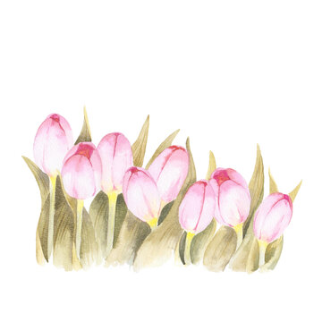 First spring pink flowers, tulips painted in watercolor