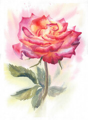Red and yellow rose, watercolor illustration