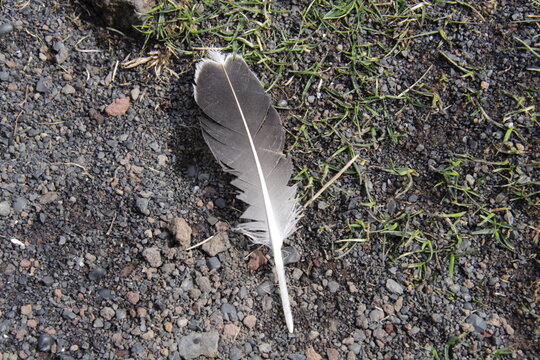 Fototapeta feather on the ground