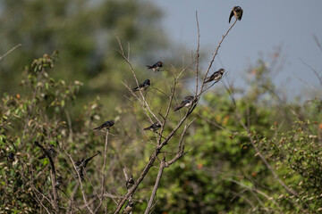 dark swallows spread their wings against the sky on a summer day in a national park in Kenya
