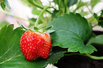 Ripe strawberry fruits are bright red on a plant in a pot.

