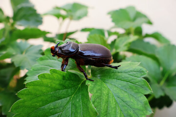 Scarab beetle on strawberry leaves

