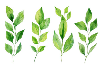 Set of Watercolor Tropical spring green leaves elements set isolated on transparent background, bouquets greeting or wedding card invitation, decoration clip art mock up.