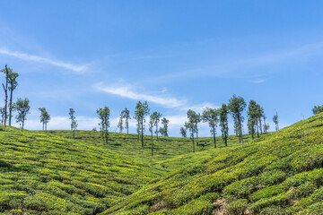 Lushes green tea plantations in the Pollachi region. 