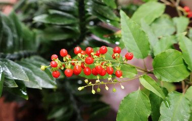 The ripe fruit of Rivina humilis is bright red in clusters. On the plant in a pot

