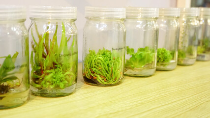 Carnivorous plants tissue culture in the laboratory on white background. Cultivated plants such as Drosera adelae, Darlingtonia californica  in glass bottles with label, in a row.
