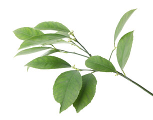 Fresh branch with green citrus leaves isolated on white
