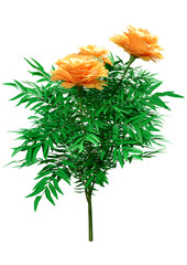 3D Rendering Marigold Flowers on White