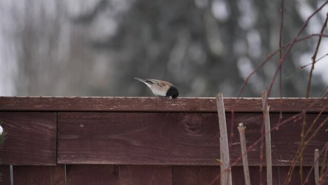 Dark-eyed junco on a garden fence in slow motion. 4k video UHD