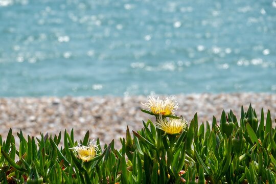 yellow flower of carpobrotus edulis hottentot fig freeway ice  plant on the beach with the sea in the background