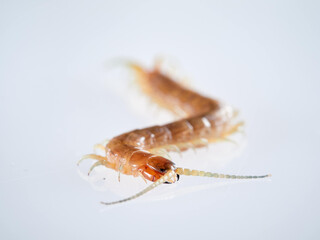 Centipede on a white background. Scolopendra oraniensis