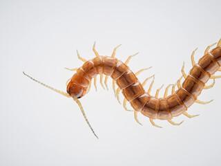 Centipede on a white background. Scolopendra oraniensis