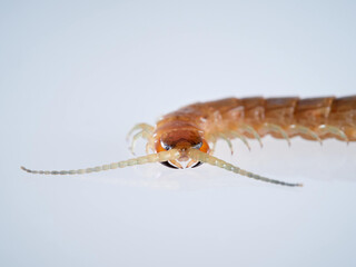 Centipede on a white background. Scolopendra oraniensis