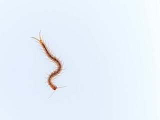 Centipede on a white background. Scolopendra oraniensis