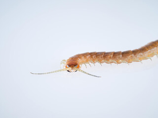 Centipede on a white background. Scolopendra oraniensis
