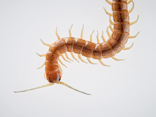 Centipede on a white background. Scolopendra oraniensis