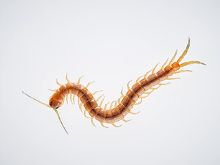 Centipede on a white background. Scolopendra oraniensis