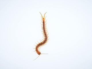 Centipede on a white background. Scolopendra oraniensis