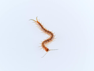 Centipede on a white background. Scolopendra oraniensis