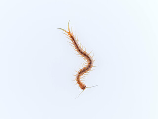 Centipede on a white background. Scolopendra oraniensis