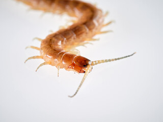 Centipede on a white background. Scolopendra oraniensis