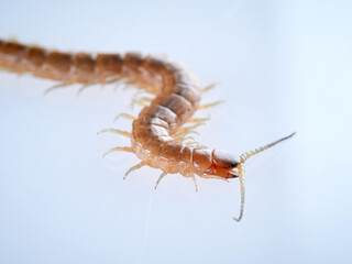 Centipede on a white background. Scolopendra oraniensis