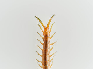 Centipede on a white background. Scolopendra oraniensis