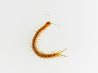Centipede on a white background. Scolopendra oraniensis