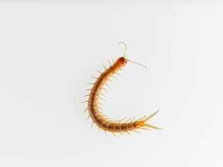 Centipede on a white background. Scolopendra oraniensis