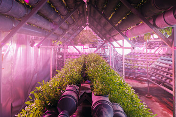 Greenhouse plants vertical hydroponic lettuce basil and arugula farm, Small business