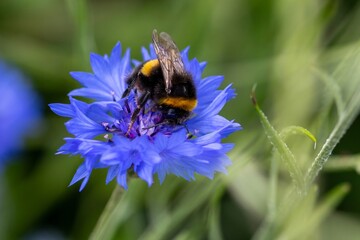 buff tailed bumble bee collecting nectar from bright blue flower of the cornflower also known as...
