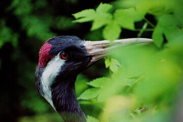 crowned crane bird  in the nature