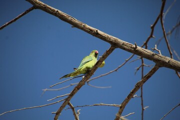 ave periquito de colar - Psittacula krameri 