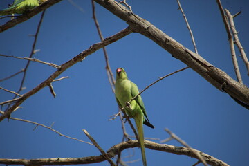 ave periquito de colar - Psittacula krameri 