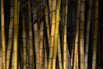 Bambu,como fondo o en uso como cortina.