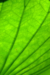 Parques que dan  oxigeno a nuestra ciudad.