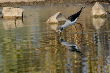 great blue heron ardea cinerea