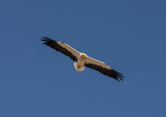 vulture in flight