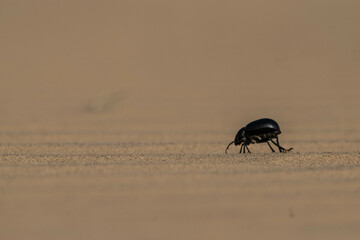 beetle on a white background
