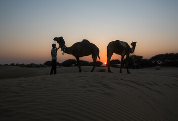 silhouette of camel in desert