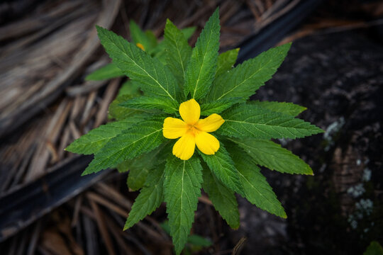 Yellow flower grows over fallen dry palm leaves, top view