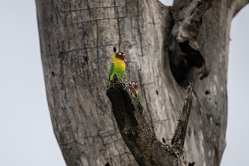Masked lovebird in natural conditions on a tree on a summer day in a national park in Kenya