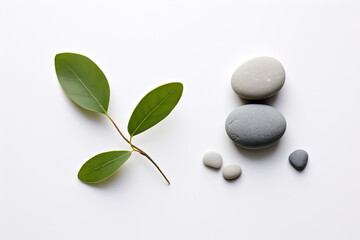 Green plant on white pebbles background with space for text. Minimal concept. Flat lay, top view. Copy space. Spa stones