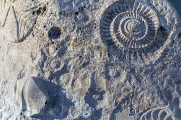 Fossilien in einem Felsen