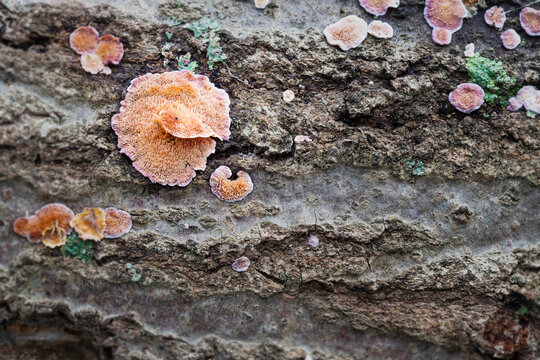 Spores and spines on the underside of a trichaptum abietinum mushroom