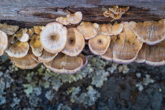 Trichaptum abietinum mushrooms on an old oak log
