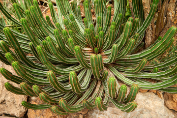 Fototapeta premium Greenhouse Cacti Enchanting Oasis: Cacti Harmony in the Botanical Haven. Embarking on a Green Journey: Cacti Elegance in the Eco-friendly Botanical Oasis. Exploring the Verdant Tapestry: A Symphony of