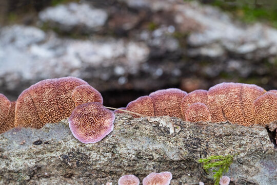 Closeup of the underside of a trichaptum abietinum mushroom