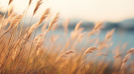 Dry grass in the field with seaside view, meadow on sunset summer day, stalks blowing in the wind