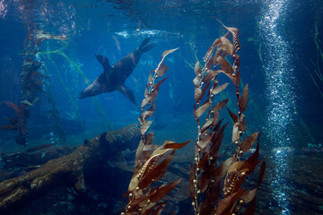 Underwater sea life. Oxygen bubbles. Seaweed. Blue. Underwaterworld